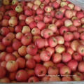 Fresh FUJI Apple New Crop